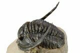 Diademaproetus Trilobite - Foum Zguid, Morocco #252808-3